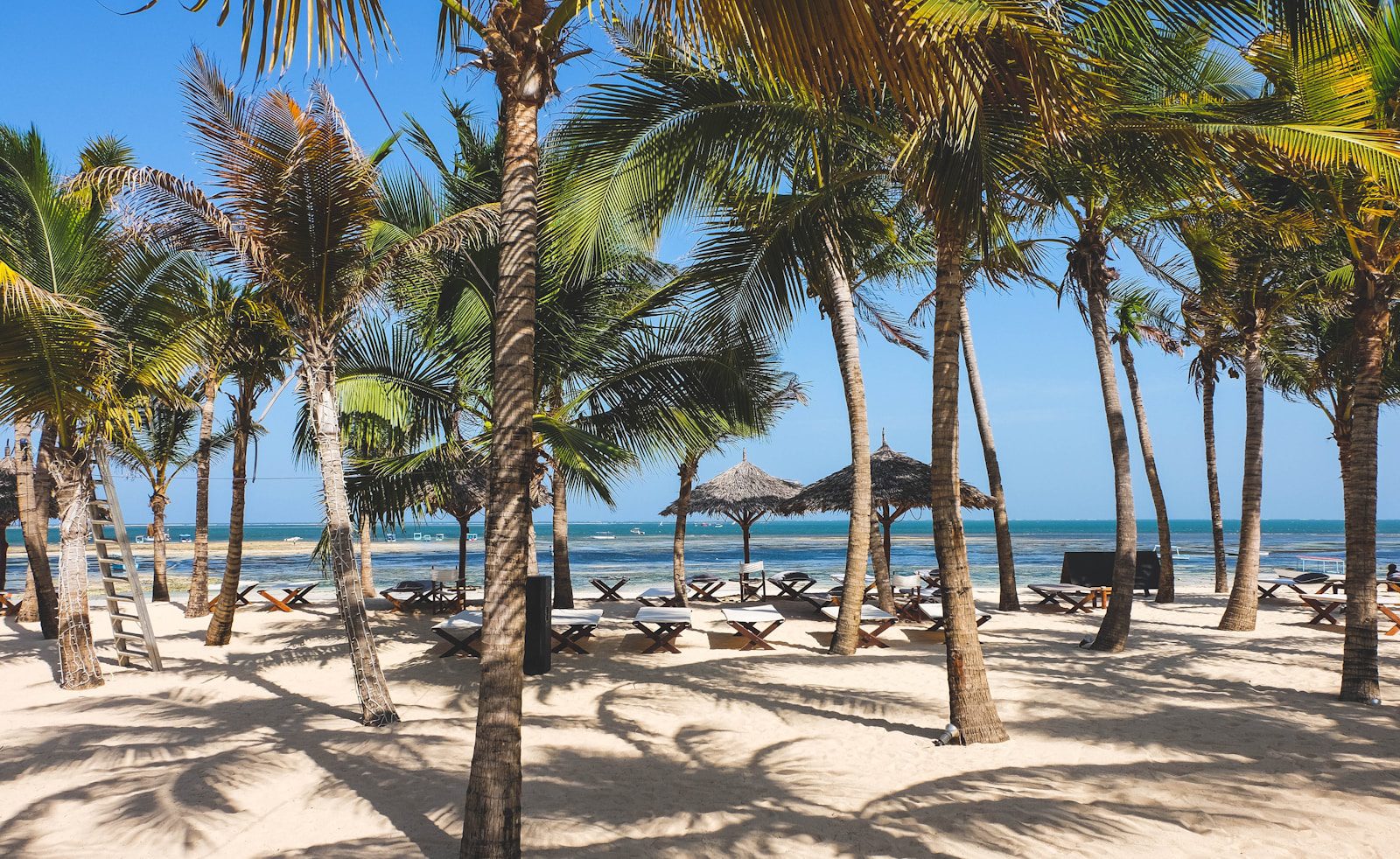 a sandy beach with palm trees and chairs